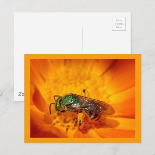 Grünes Hornet Postkarte (Vorne/Hinten)