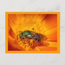 Grünes Hornet Postkarte