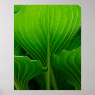 Grünes Hosta-Blatt Poster