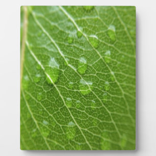 Grünes Leaf Fotoplatte