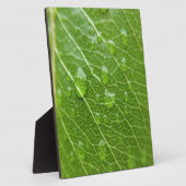 Grünes Leaf Fotoplatte (Seite)