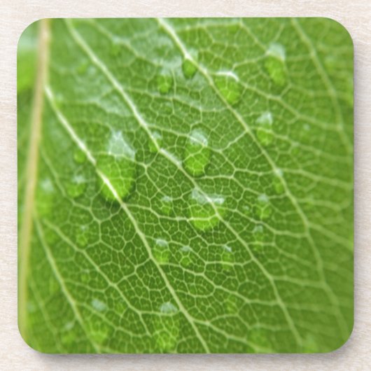 Grünes Leaf Getränkeuntersetzer (Vorderseite)