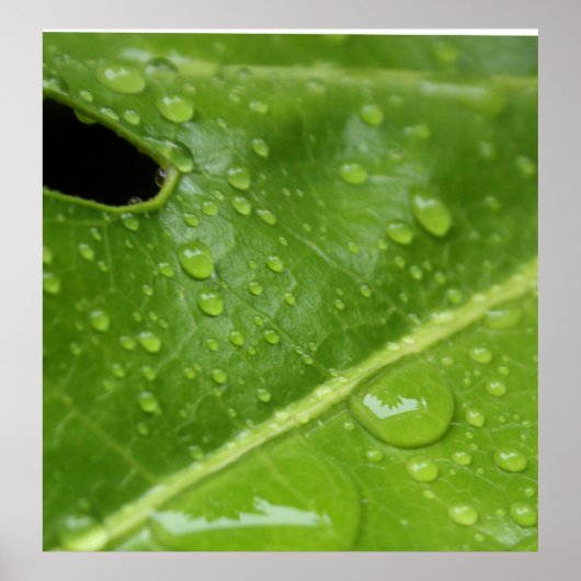 Grünes Leaf mit Raindrops Poster/Print Poster (Vorne)