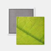 Grünes Leaf Naturfotografie Magnet (Vorderseite/Rückseite)