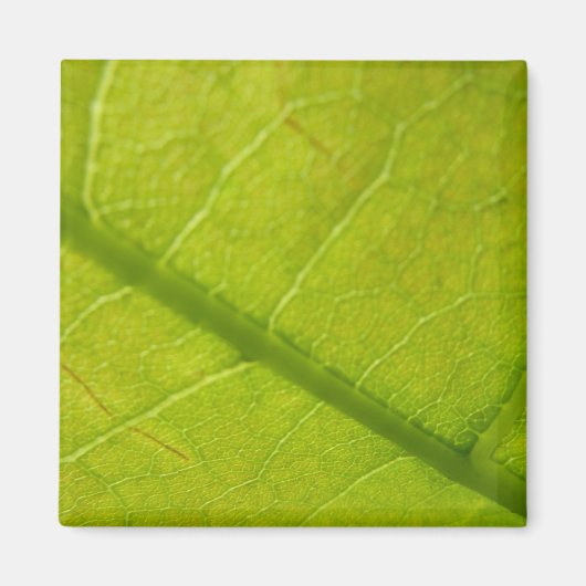 Grünes Leaf Naturfotografie Magnet (Vorne)