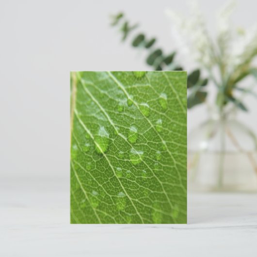 Grünes Leaf Postkarte (Stehend Vorderseite)