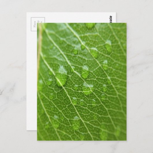 Grünes Leaf Postkarte (Vorne/Hinten)