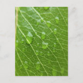 Grünes Leaf Postkarte (Vorderseite)