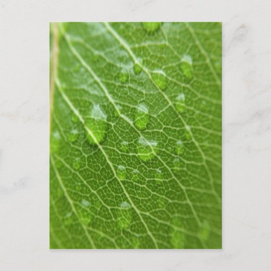 Grünes Leaf Postkarte (Vorderseite)