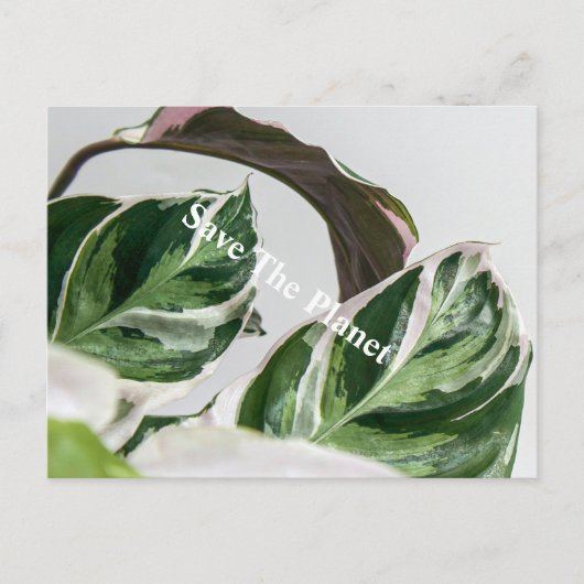 Grünes Leaf Sava auf dem Planeten Postkarte (Vorderseite)