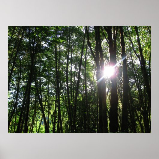 Grünes Licht.. Poster (Vorne)