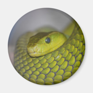 Grünes Mamba Magnet