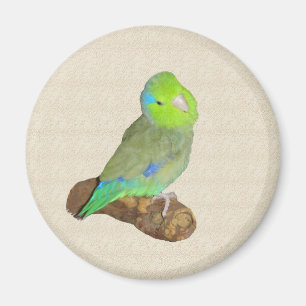 Grünes männliches parrotlet magnet