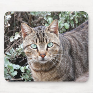 Grünes mit Augen Tabby-Katze mousepad
