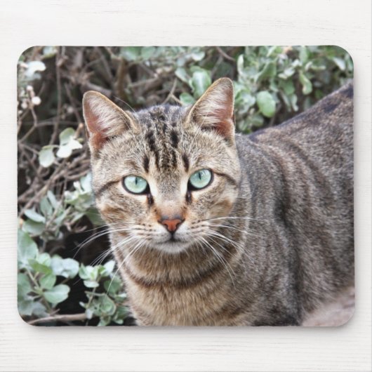 Grünes mit Augen Tabby-Katze mousepad (Vorne)