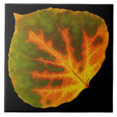 Grünes orange u. gelbes Aspen-Blatt #1 Fliese (Vorderseite)