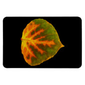 Grünes Orange und gelbes Aspen Leaf #1 Magnet (Horizontal)