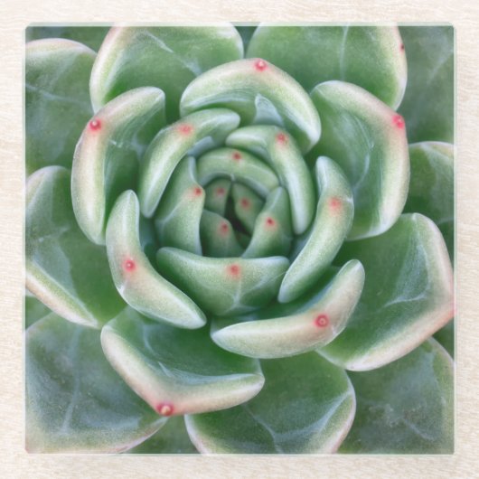 Grünes Rot gespitzter Succulent Glasuntersetzer (Vorderseite)