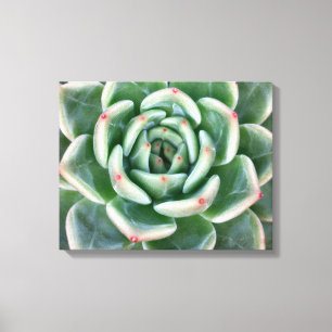 Grünes Rot gespitzter Succulent Leinwanddruck