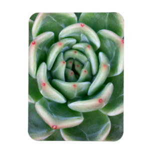 Grünes Rot gespitzter Succulent Magnet