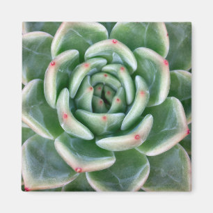 Grünes Rot gespitzter Succulent Magnet