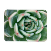 Grünes Rot, kokulär Magnet (Horizontal)