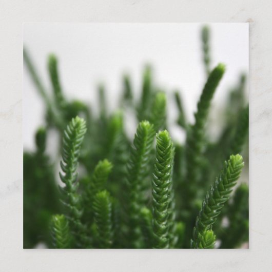Grünes Succulents-Gras-Natur-Foto-moderne Hochzeit Menükarte (Rückseite)