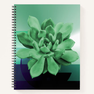 Grünes sukkulentes Echeveria Apus Foto Nah-up Notizblock