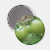 Grünes Tomaten-Magnet Magnet (Vorderseite/Rückseite)
