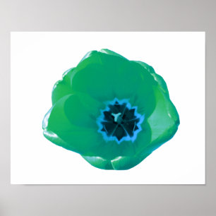 Grünes und Blaues Tulpenposter Poster