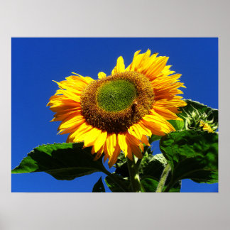 Grünes Velvet Sonnenblumenplakat Poster
