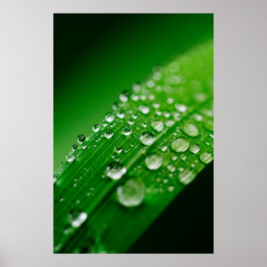 Grünes Wasserblatt Poster (Vorne)
