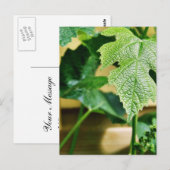 Grünes Weinblatt Postkarte (Vorne/Hinten)