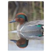 Grünflügelige Aquamarin Klemmbrett (Rückseite)