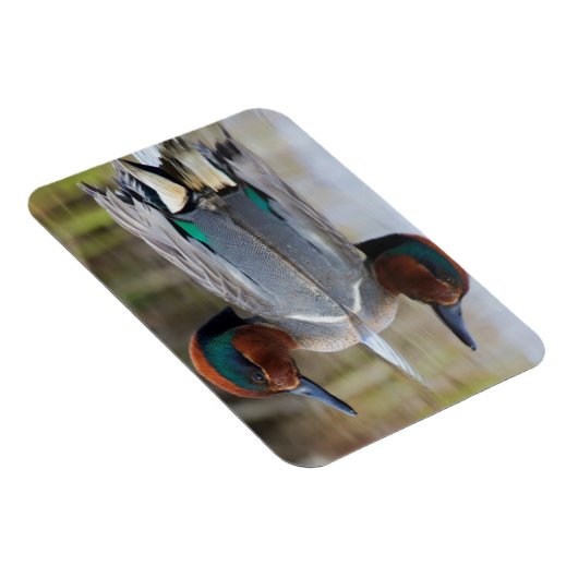 Grünflügelige Aquamarin Magnet (Rechte Seite)