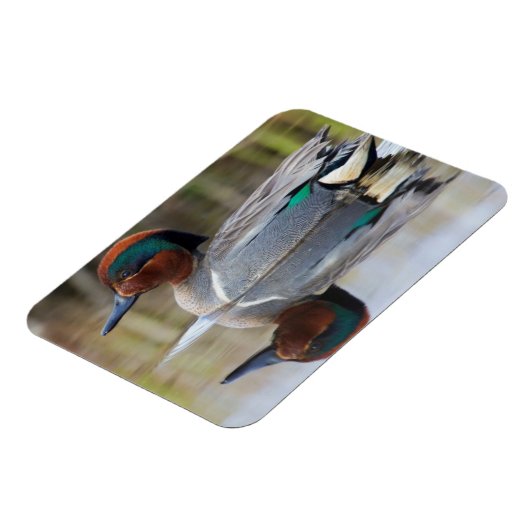 Grünflügelige Aquamarin Magnet (Linke Seite)