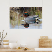 Grünflügelige Aquamarin Poster (Küche)