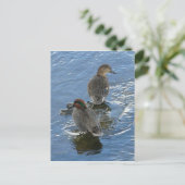 Grünflügelige Aquamarine Enten, Insel Unalaska Postkarte (Stehend Vorderseite)