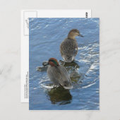 Grünflügelige Aquamarine Enten, Insel Unalaska Postkarte (Vorne/Hinten)