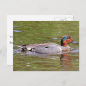 Grünflügelige Aquamarine Männchen Postkarte (Vorne/Hinten)