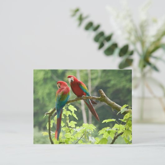Grünflügelige Macaws Postkarte (Stehend Vorderseite)