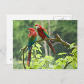Grünflügelige Macaws Postkarte (Vorne/Hinten)