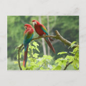 Grünflügelige Macaws Postkarte (Vorderseite)