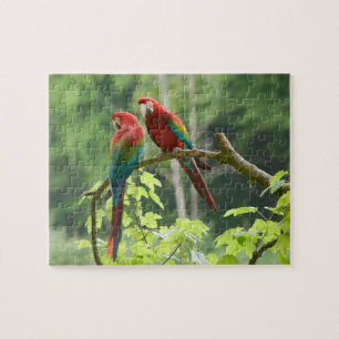 Grünflügelige Macaws Puzzle