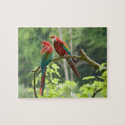 Grünflügelige Macaws Puzzle (Horizontal)