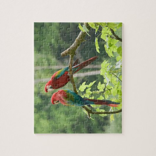 Grünflügelige Macaws Puzzle (Vertikal)