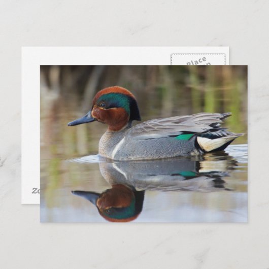 Grünflügeliges aquamarines postkarte (Vorne/Hinten)