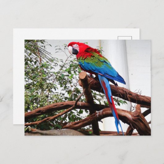 Grünflügelmaka #3 Postkarte (Vorne/Hinten)