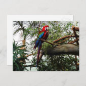 Grünflügelmaka #4 Postkarte (Vorne/Hinten)