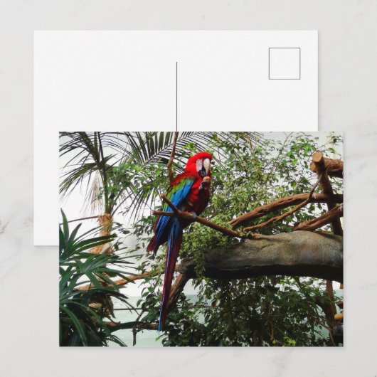 Grünflügelmaka #4 Postkarte (Vorne/Hinten)